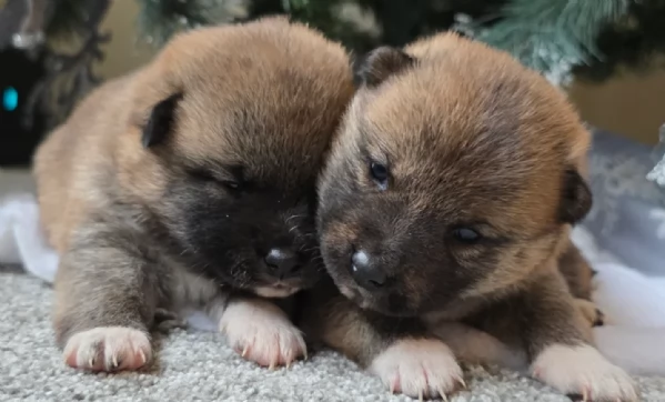 cuccioli di shiba inu mini picola  | Foto 0