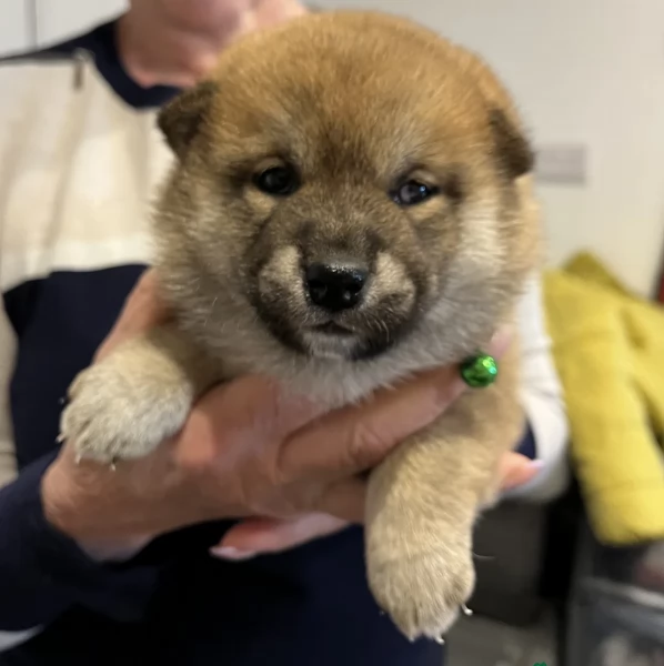 cuccioli di shiba inu mini picola 