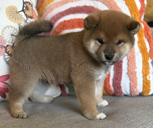 cuccioli di shiba inu mini picola  | Foto 6