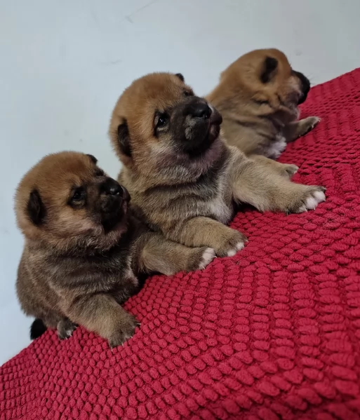 cuccioli di shiba inu mini picola  | Foto 1