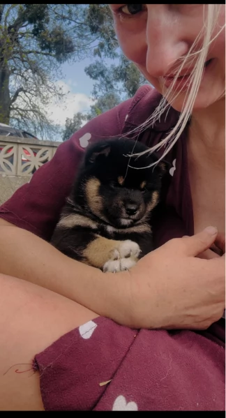 cuccioli di shiba inu mini picola  | Foto 6