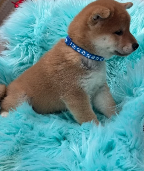 cuccioli di shiba inu mini picola  | Foto 1