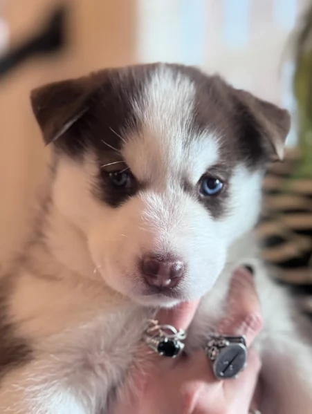 Razza Siberian Husky 100 cuccioli  per adozione