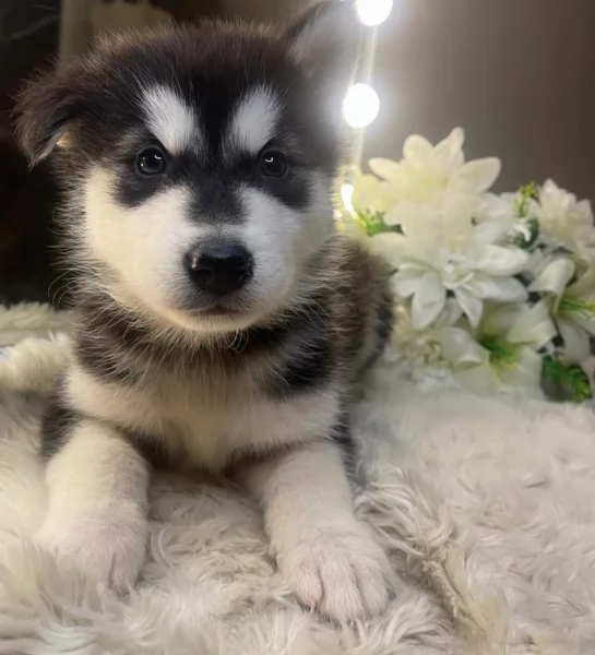 Razza Siberian Husky 100 cuccioli per adozione