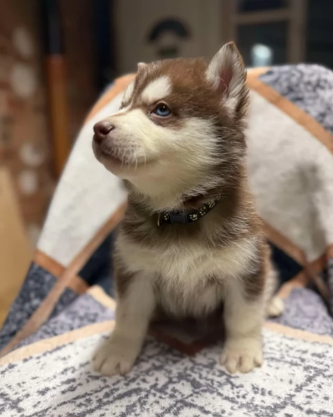 Razza Siberian Husky 100 cuccioli per adozione | Foto 0