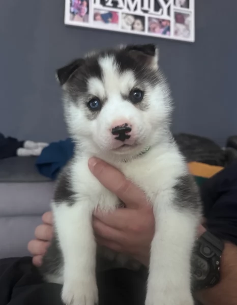 Razza Siberian Husky cuccioli per adozione | Foto 5