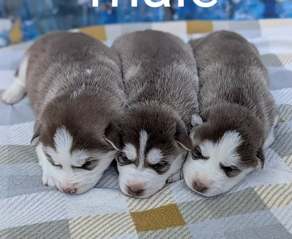 Razza Siberian Husky cuccioli per adozione | Foto 4