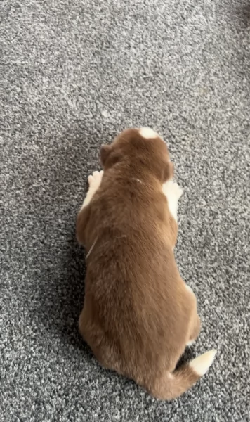 Razza Siberian Husky cuccioli per adozione | Foto 0