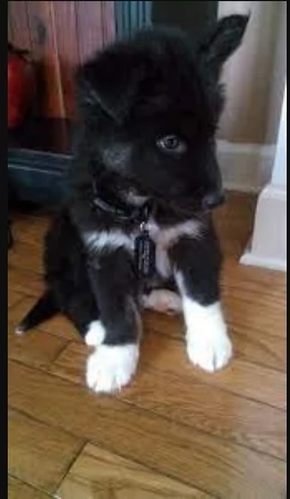 Razza Siberian Husky cuccioli per adozione | Foto 5