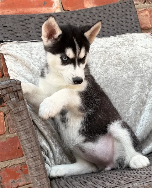 Razza Siberian Husky cuccioli per adozione | Foto 1