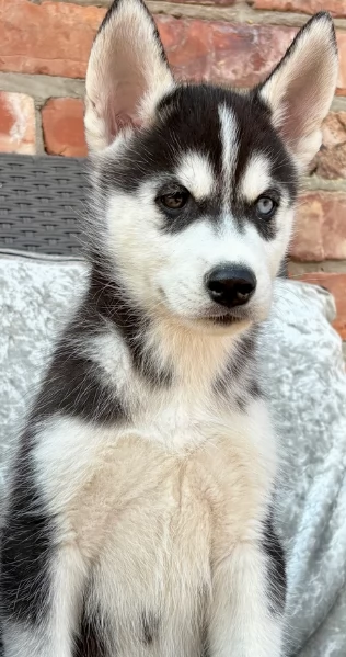 Razza Siberian Husky cuccioli per adozione | Foto 0