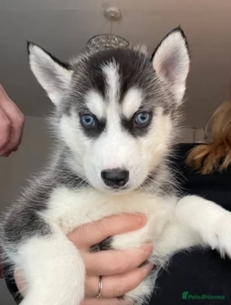 Razza Siberian Husky cuccioli per adozione