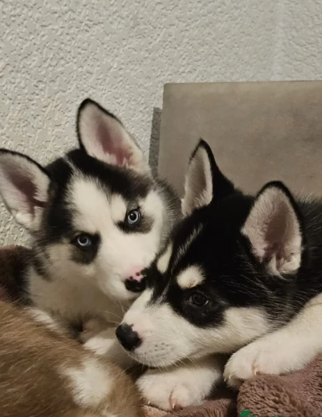 Razza Siberian Husky cuccioli per adozione | Foto 3
