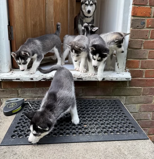 Razza Siberian Husky cuccioli per adozione