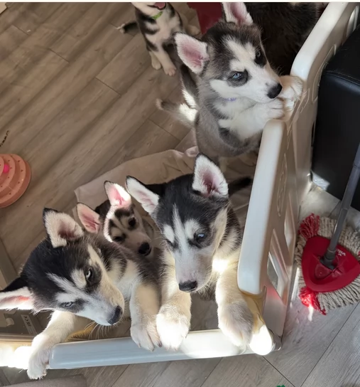 Razza Siberian Husky cuccioli per adozione | Foto 1