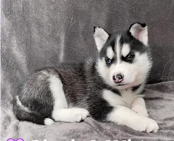 Razza Siberian Husky cuccioli per adozione | Foto 5