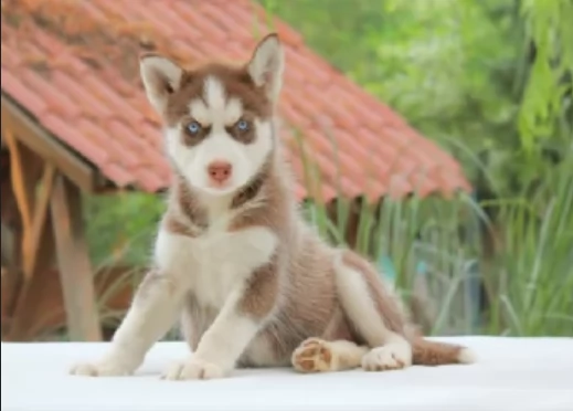 Razza Siberian Husky cuccioli per adozione | Foto 4