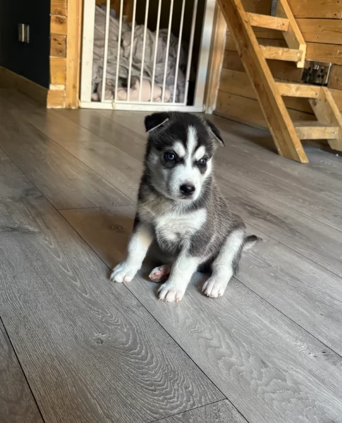 Razza Siberian Husky cuccioli per adozione | Foto 3