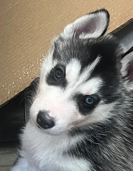 Razza Siberian Husky cuccioli per adozione