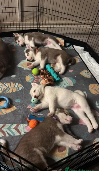 Razza Siberian Husky cuccioli per adozione | Foto 1