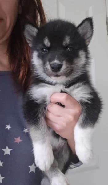 Razza Siberian Husky cuccioli per adozione | Foto 3