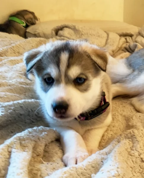 Razza Siberian Husky cuccioli per adozione | Foto 5