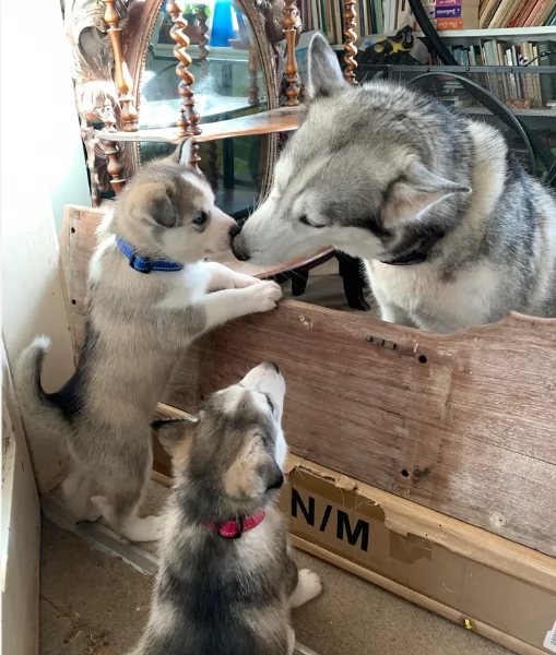 Razza Siberian Husky cuccioli per adozione