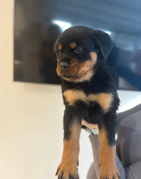 cuccioli di Rottweiler per adozione | Foto 2