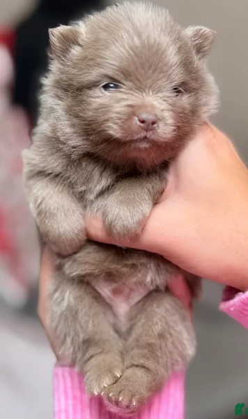 lapice del tipo Pomerania Teddy Bear per adozione | Foto 5