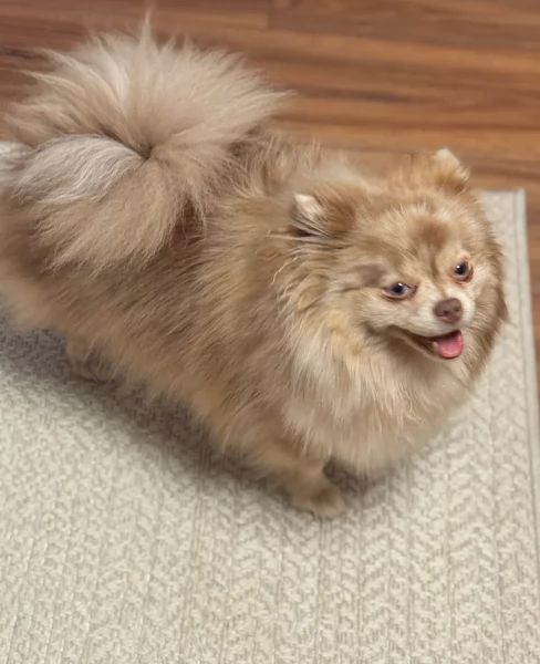 lapice del tipo Pomerania Teddy Bear per adozione | Foto 2