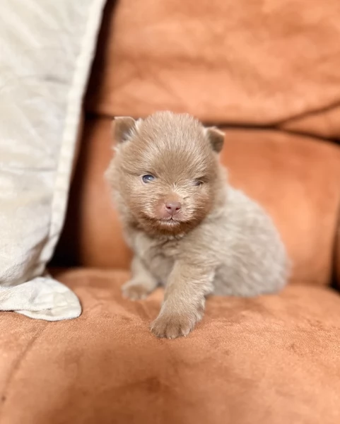 lapice del tipo Pomerania Teddy Bear per adozione | Foto 1