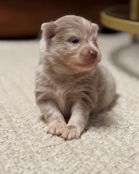 lapice del tipo Pomerania Teddy Bear per adozione | Foto 1