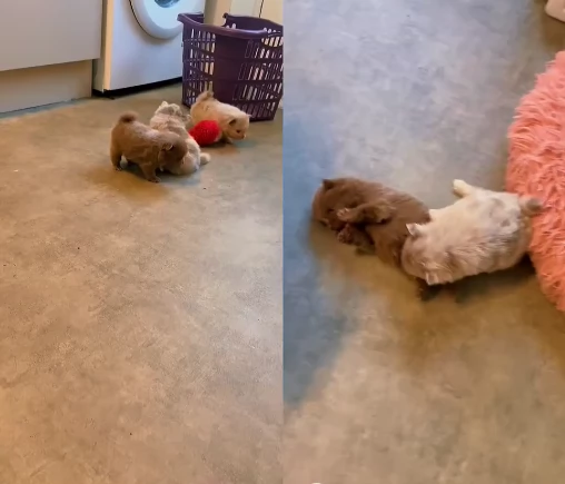 lapice del tipo Pomerania Teddy Bear per adozione | Foto 0