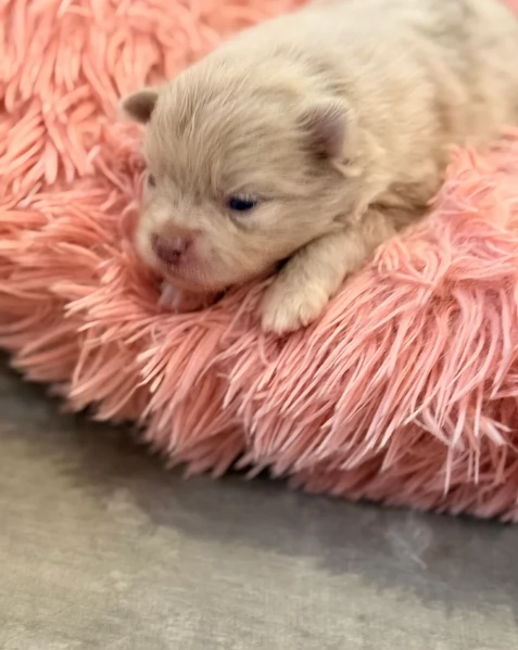 lapice del tipo Pomerania Teddy Bear per adozione