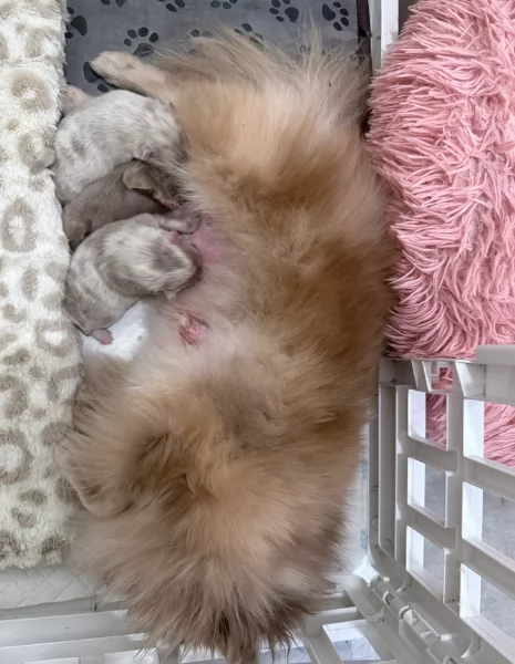 lapice del tipo Pomerania Teddy Bear per adozione | Foto 4
