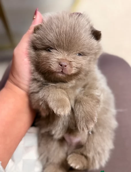 lapice del tipo Pomerania Teddy Bear per adozione