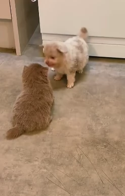 lapice del tipo Pomerania Teddy Bear per adozione