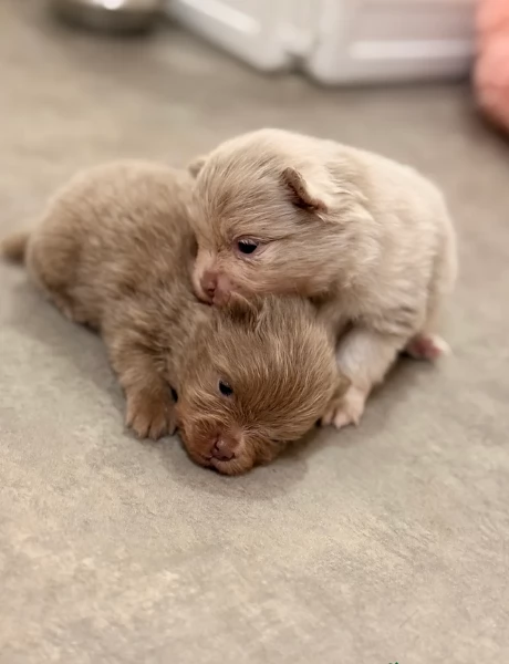 lapice del tipo Pomerania Teddy Bear per adozione | Foto 4