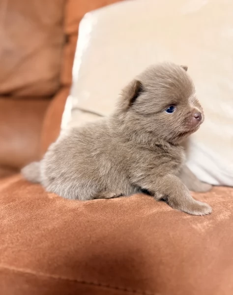 lapice del tipo Pomerania Teddy Bear per adozione | Foto 2