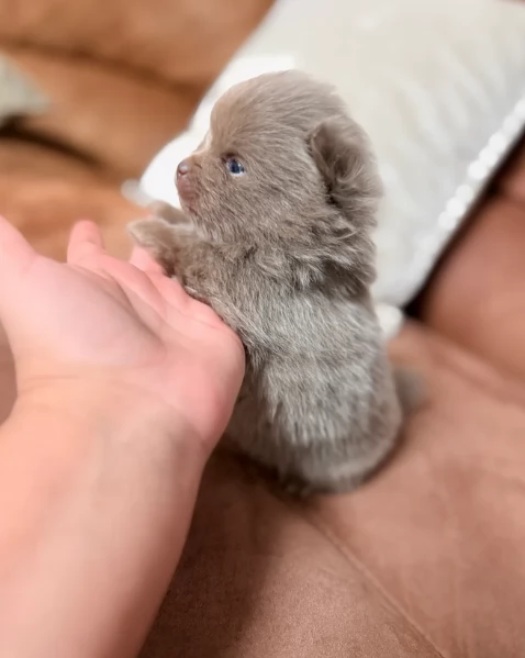lapice del tipo Pomerania Teddy Bear per adozione | Foto 2