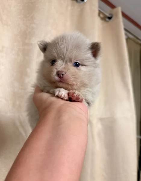 lapice del tipo Pomerania Teddy Bear per adozione | Foto 1