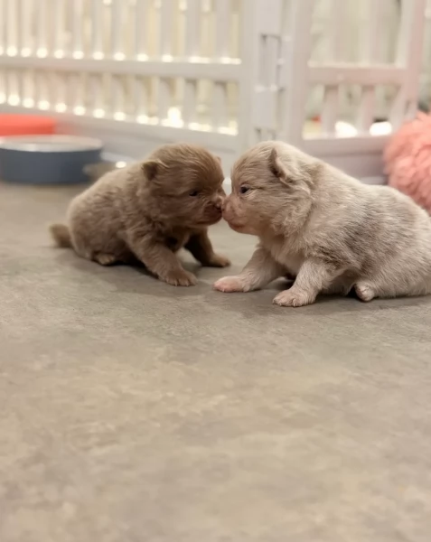 lapice del tipo Pomerania Teddy Bear per adozione | Foto 1