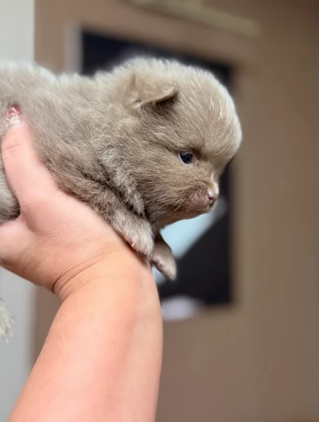 lapice del tipo Pomerania Teddy Bear per adozione | Foto 0