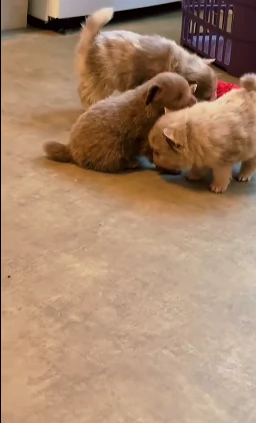 lapice del tipo Pomerania Teddy Bear per adozione | Foto 1