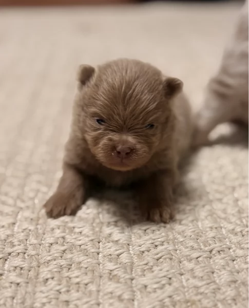 lapice del tipo Pomerania Teddy Bear per adozione