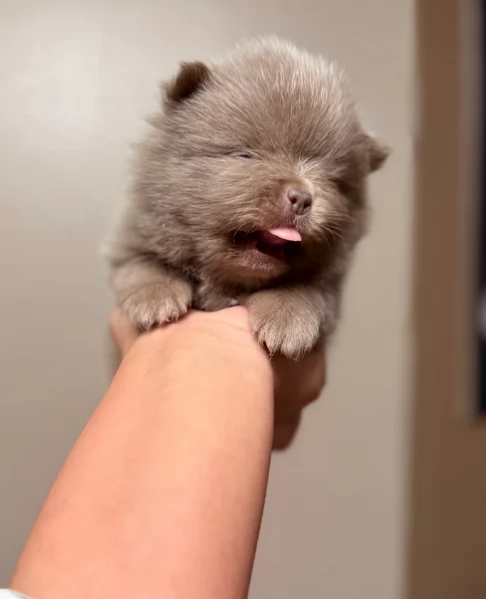 lapice del tipo Pomerania Teddy Bear per adozione | Foto 4