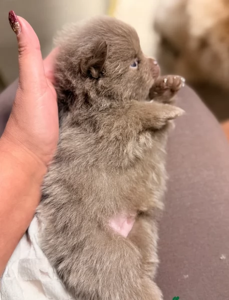 lapice del tipo Pomerania Teddy Bear per adozione | Foto 1