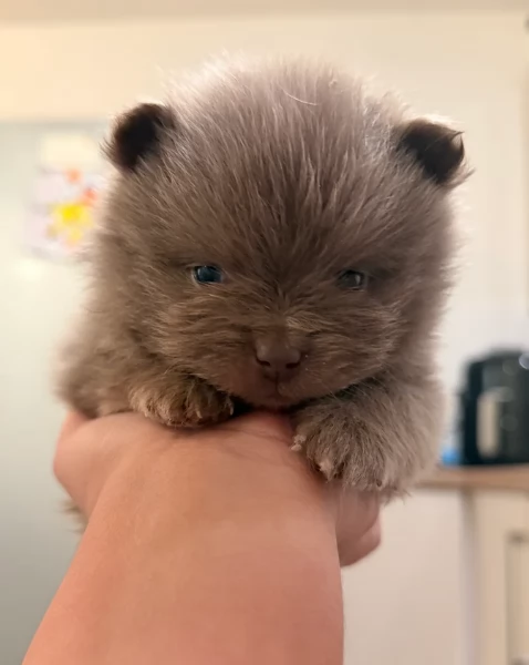 lapice del tipo Pomerania Teddy Bear per adozione | Foto 2