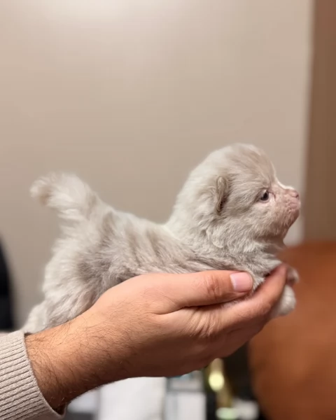 lapice del tipo Pomerania Teddy Bear per adozione | Foto 1