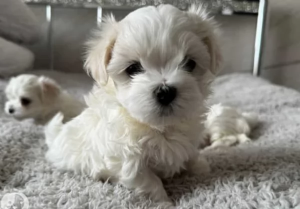 Cuccioli di Maltese mini toy di razza pura in adozione | Foto 2